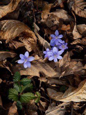 Bahar Yaban Çiçekleri Yakın plan: Mavi Hepatica Çiçekleri ve Yaprakları. Yüksek kalite fotoğraf