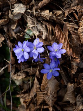 Bahar Yaban Çiçekleri Yakın plan: Mavi Hepatica Çiçekleri ve Yaprakları. Yüksek kalite fotoğraf