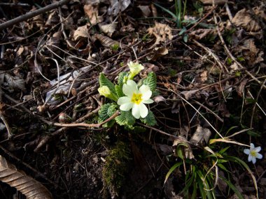 Doğal Detay: Güneş Işığında Orman Yolu 'ndaki Primrose. Yüksek kalite fotoğraf