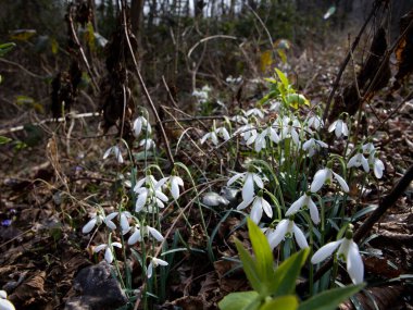 Doğal Detay: Güneş Işığında Düşen Yapraklar Arasındaki Kar Damlaları. Yüksek kalite fotoğraf