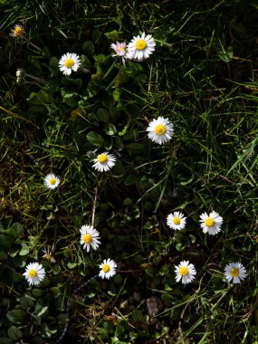 Bahar Papatyaları: Güneşli bir günde kır çiçeklerine yakın çekim. Yüksek kalite fotoğraf