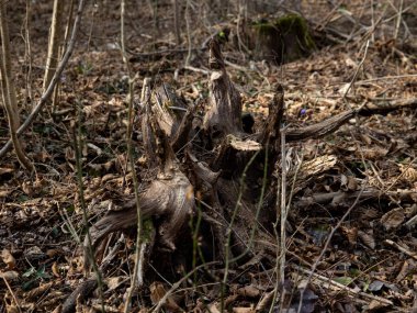 Woodland Stump Yakından Yosun ve Düşmüş Yapraklar. Yüksek kalite fotoğraf