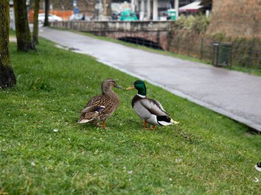 Çimenli Ördekler: Park 'ta Doğal Kuş Sahnesi. Yüksek kalite fotoğraf