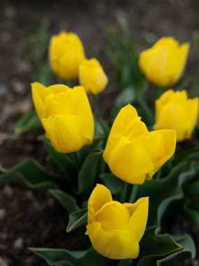 Canlı sarı lalelerin açtığı bir alan. Yüksek kalite fotoğraf