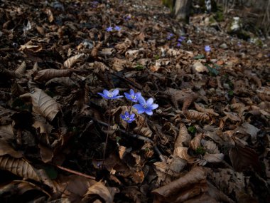 Düşen yaprakların arasında açan mavi kır çiçekleri. Yüksek kalite fotoğraf