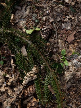 Çam kozalaklı orman zemininde. Yüksek kalite fotoğraf