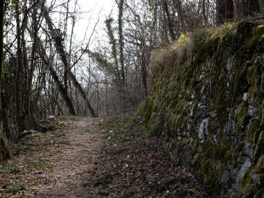 Ormanda yosun kaplı taş duvarlı bir patika. Yüksek kalite fotoğraf
