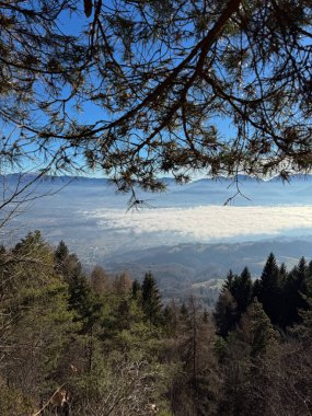 Dolomite Mountain View: Pine Branches and Valley Mist. High quality photo