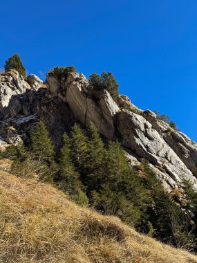 Natural Beauty of Dolomites: Pine Trees and Mountain Valley View. High quality photo