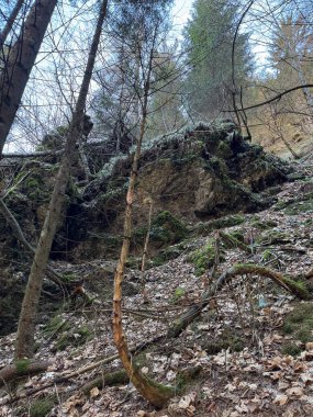 Natural Beauty of Dolomites: Forest Path and Mossy Landscape . High quality photo