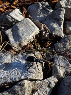 Beetle on Rocks: Natural Outdoor Detail. High quality photo