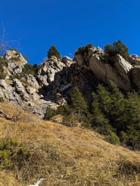 Natural Beauty of Dolomites: Pine Trees and Mountain Valley View. High quality photo