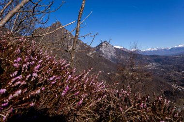 Alpine Flora: Yabani çiçekler ve Dağ manzarası. Yüksek kalite fotoğraf