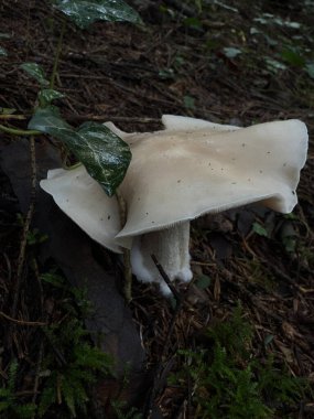 Orman Mantarları, Doğa Detayları: Moss 'ta yetişen mantarlar. Yüksek kalite fotoğraf