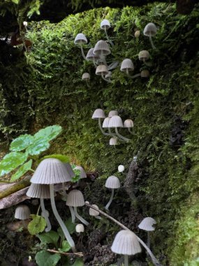 Yosunlu mantar kümesi: Woodland Detail. Yüksek kalite fotoğraf