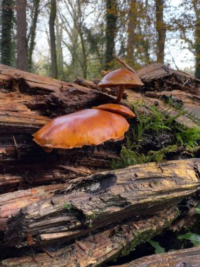 Mantar Kolonisi: Woodland Detayı. Yüksek kalite fotoğraf