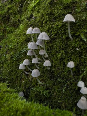 Yosunlu mantar kümesi: Woodland Detail. Yüksek kalite fotoğraf