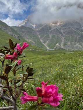 Dağ Çayırı Çiçekleri: Alp Manzarası, Dağ Flora, Çiçekler ve Tepe Manzarası. Yüksek kalite fotoğraf