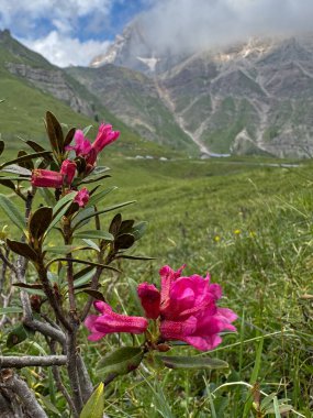 Dağ Çayırı Çiçekleri: Alp Manzarası, Dağ Flora, Çiçekler ve Tepe Manzarası. Yüksek kalite fotoğraf