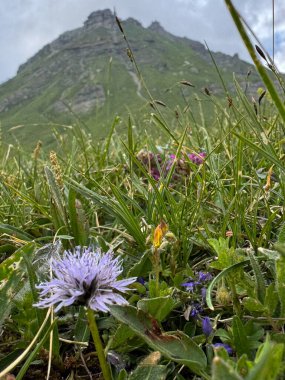 Dağ Çayırı Çiçekleri: Alp Manzarası, Dağ Flora, Çiçekler ve Tepe Manzarası. Yüksek kalite fotoğraf
