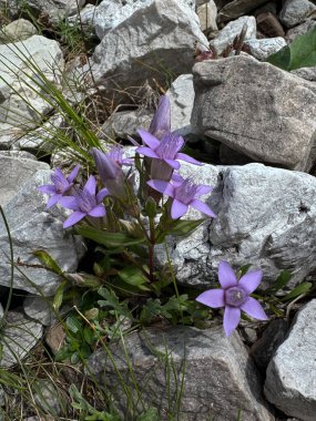 Dağ Çiçekleri: Alpine Meadow Manzarası, Alpine Meadow Detayı. Yüksek kalite fotoğraf