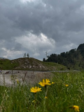 Dağ Çayırı Çiçekleri: Alp Manzarası, Dağ Flora, Çiçekler ve Tepe Manzarası. Yüksek kalite fotoğraf