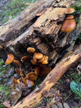 Mantar Kolonisi: Woodland Detayı. Yüksek kalite fotoğraf