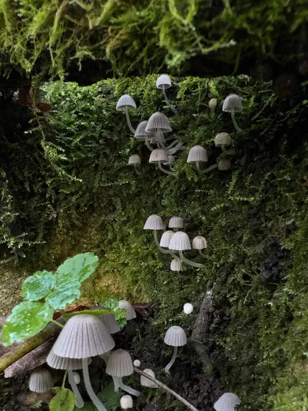 Yosunlu mantar kümesi: Woodland Detail. Yüksek kalite fotoğraf