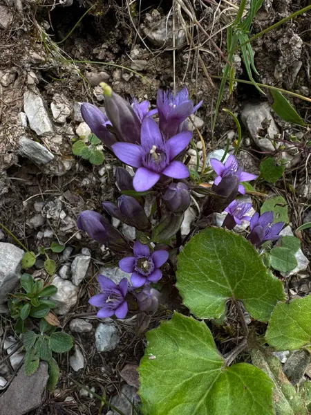 Dağ Çiçekleri: Alpine Meadow Manzarası, Alpine Meadow Detayı. Yüksek kalite fotoğraf