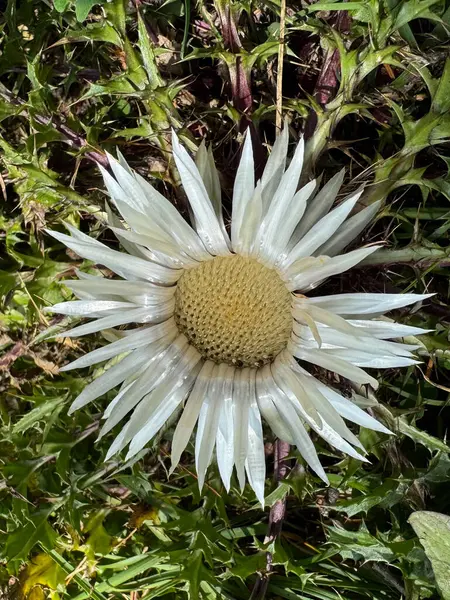 Dağ Çiçekleri: Alpine Meadow Manzarası, Alpine Meadow Detayı. Yüksek kalite fotoğraf