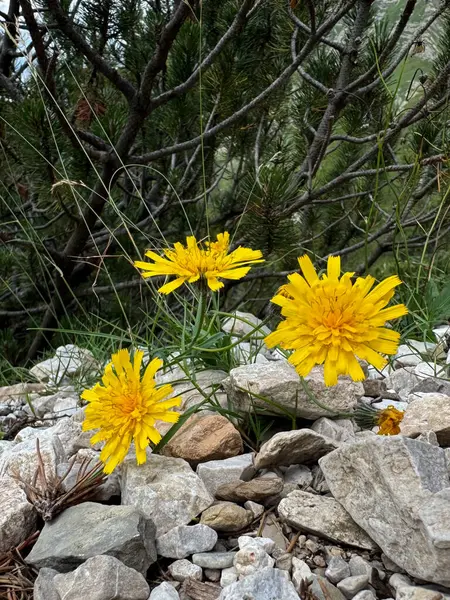 Dağ Çiçekleri: Alpine Meadow Manzarası, Alpine Meadow Detayı. Yüksek kalite fotoğraf