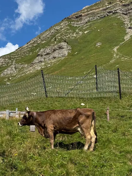 Alp Çayırı: Doğada Çimen İnek, Dağ Hayvanları, Çimen Sahnesi. Yüksek kalite fotoğraf