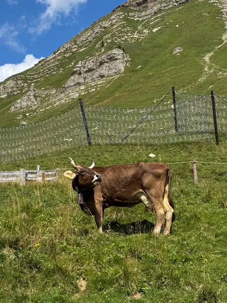 Alp Çayırı: Doğada Çimen İnek, Dağ Hayvanları, Çimen Sahnesi. Yüksek kalite fotoğraf