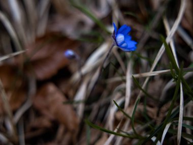 İtalyan Bahar Çiçeği: Mavi Anemone Yakın plan. Yüksek kalite fotoğraf