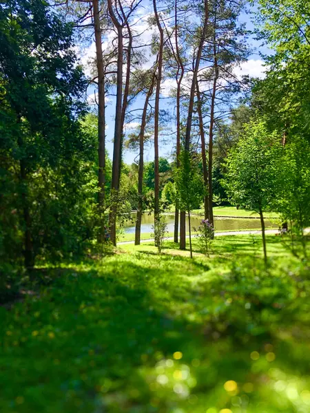 Uzun Ağaçlar ve Göl 'le Sahne Yaz Parkı