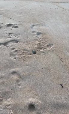 Bir yayın balığının kumlu bir plajda küçük bir çukur kazıp sakin bir günde doğal ortamını yakaladığı yakın plan görüntüsü..