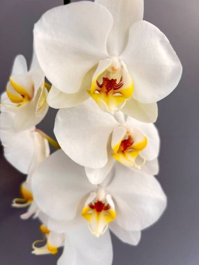 Parlak sarı ve kırmızı merkezli zarif beyaz orkidelerin çarpıcı yakın çekimi, yumuşak gri arka planda taç yapraklarının ince ve karmaşık detaylarını sergiliyor..