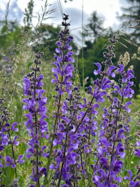 Çiçek açmış mor kır çiçeklerinin canlı bir sahnesi, uzaktaki ağaçlarla dolu yemyeşil bir zemin üzerine kurulmuş. Çiçekler, hafif bulutlu bir gökyüzünün altında, gün ışığında güneşlenerek dimdik duruyorlar..