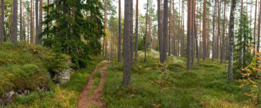 Dar bir orman yolu, yosunlu arazi ve yemyeşil yemyeşil ile çevrili yoğun çam ağaçlarının arasından eserek huzurlu ve el değmemiş bir Fin vahşi doğası manzarası yaratır. Leivonmaen Milli Parkı, Finlandiya, Avrupa 'da yakalandı.