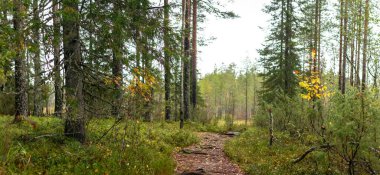 Bereketli çalılıkların ve yükselen çam ağaçlarının arasında kıvrılan manzaralı bir orman yolu. Altın sonbahar yapraklarından oluşan bantlar huzurlu ve huzurlu bir doğa kaçışı yaratıyor. Finlandiya, Avrupa 'da yakalandı. Tiilikkajarven Kansallispuisto Ulusal Park.