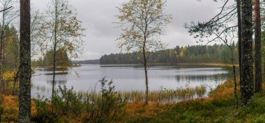 Huş ağacı ve çam ağaçlarının çerçevelediği sakin bir göl manzarası, bulutlu gökyüzünün altındaki sakin sulara yansıyan altın sonbahar yapraklarıyla, sakin bir vahşi yaşam ortamı yaratıyor. Finlandiya, Avrupa 'da yakalandı. Tiilikkajarven Kansallispuisto Ulusal Park