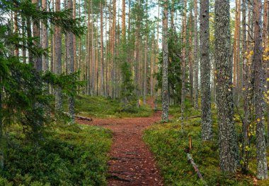 Yoğun bir çam ormanında, sonbahar yaprakları, yosun kaplı zemin ve bozulmamış doğada yol gösteren işaretli bir ağaçla huzurlu bir yürüyüş yolu esiyor. Finlandiya, Avrupa 'da yakalandı. Tiilikkajarven Kansallispuisto Ulusal Park.