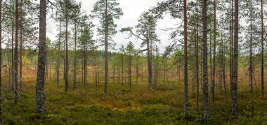 Boreal turba bataklığı ufka doğru uzanır, seyrek çam ağaçları ve canlı sonbahar bitkileriyle kaplıdır. Dokunulmamış vahşi doğa ve biyolojik çeşitliliğin olduğu doğal bir İskandinav manzarası. Finlandiya, Avrupa 'da yakalandı. Tiilikkajarven Kansallispuisto Ulusal 