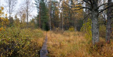 Kırsal ahşap bir tahta yol, altın çimenler ve sonbahar yapraklarıyla kaplı bir bataklıkta esiyor. Çırılçıplak ağaçlar ve yemyeşil, yumuşak ve bulutlu bir gökyüzünün altında sakin bir manzara yaratıyor. Finlandiya, Avrupa 'da yakalandı. Tiilikkajarven Kansallispuisto nati