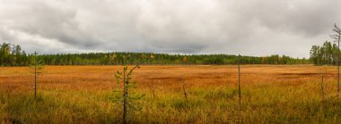 Şiddetli fırtına bulutlarının altında uzanan seyrek çam ağaçlarıyla dolu panoramatik, engin, altın turba tarlaları. Sonbahar renkleri karanlık gökyüzü ile zıt düşerek sakin ama dramatik bir İskandinav manzarası yaratıyor. Finlandiya, Avrupa 'da yakalandı. Tii