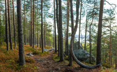 Dolambaçlı orman patikaları uzun çam ağaçlarının arasından geçer, eşsiz kıvrımlı bir ağaç ve uzak bir göl manzarası olan kayalık çıkıntılar içerir. Sıcak sonbahar renkleri huzurlu manzarayı güçlendirir. Finlandiya, Avrupa 'da yakalandı. Kolin kansallispuisto, millet
