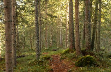 Güneş lekeli orman izleri, uzun ve yeşil ağaçlarla çevrili, verimli yosunlu arazide esiyor. Sıcak altın renkler yoğun gölgeliklerin arasından süzülüp huzurlu ve büyüleyici orman manzarası yaratıyor. Finlandiya, Avrupa 'da yakalandı. Kolin kansallispuisto, millet
