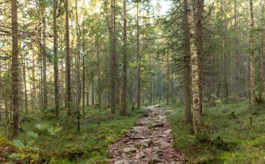 Dağlık yeşil ağaçlar ve yemyeşil çalılıklarla çevrili, sık orman boyunca uzanan sarp kayalık bir yol. Güneş ışığı dalların arasından yavaşça süzülerek vahşi doğanın derinliklerinde sakin bir atmosfer yaratır. Finlandiya, Avrupa 'da yakalandı. Kolin kansallisp