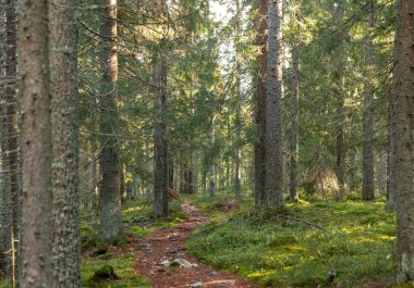 Dar orman yolu sık ormanlık alanda rüzgarlar, yüksek yeşil ağaçlar ve canlı yosun kaplı zemin ile çevrili. Dalların arasından süzülen güneş ışığı dingin ve davetkar bir atmosfer yaratır. Finlandiya, Avrupa 'da yakalandı. Kolin kansallispuisto, nati