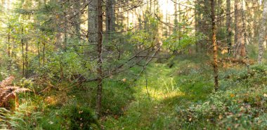 Dar bir orman, uzun ağaçların arasından süzülen yumuşak güneş ışığıyla yıkanmış yemyeşil çalılıkların arasından esiyor. Canlı yapraklar ve yosun kaplı zemin barışçıl bir atmosfer yaratır. Finlandiya, Avrupa 'da yakalandı. Kolin Kansallispuisto, Ulusal Park.